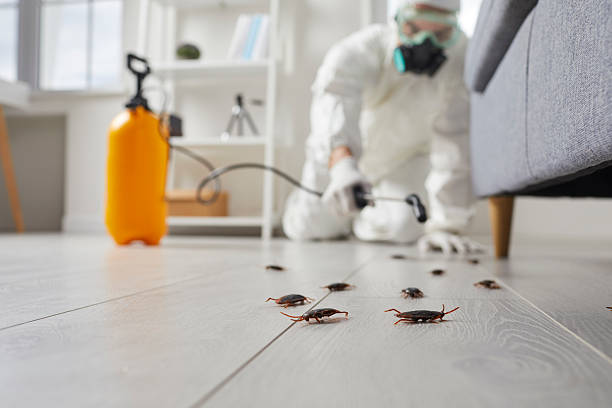 Commercial Kitchen Cockroach Control in Taos